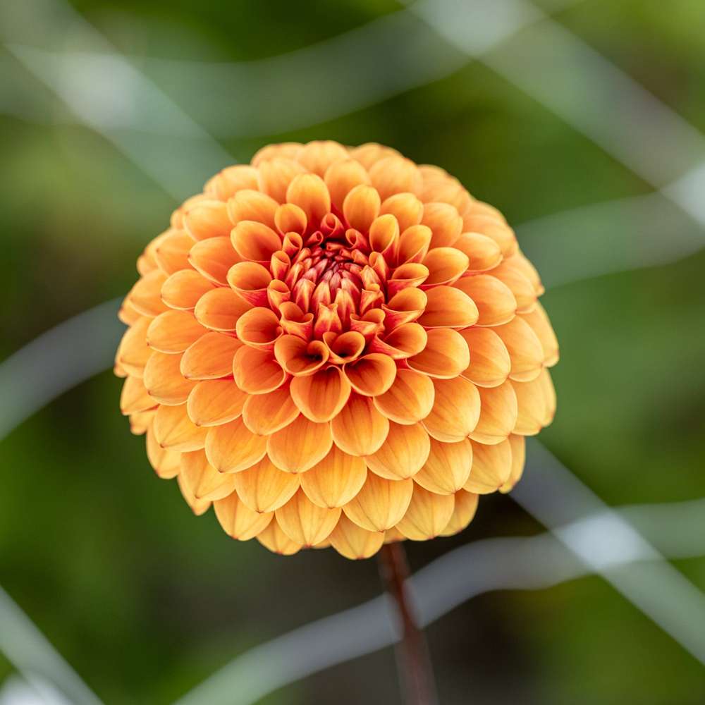 Dahlia 'Brown Sugar'